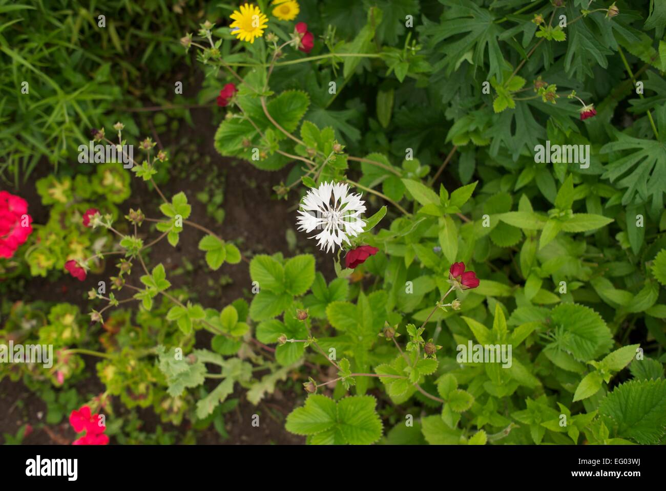 Squarrose Flockenblume weiße Blume Stockfoto