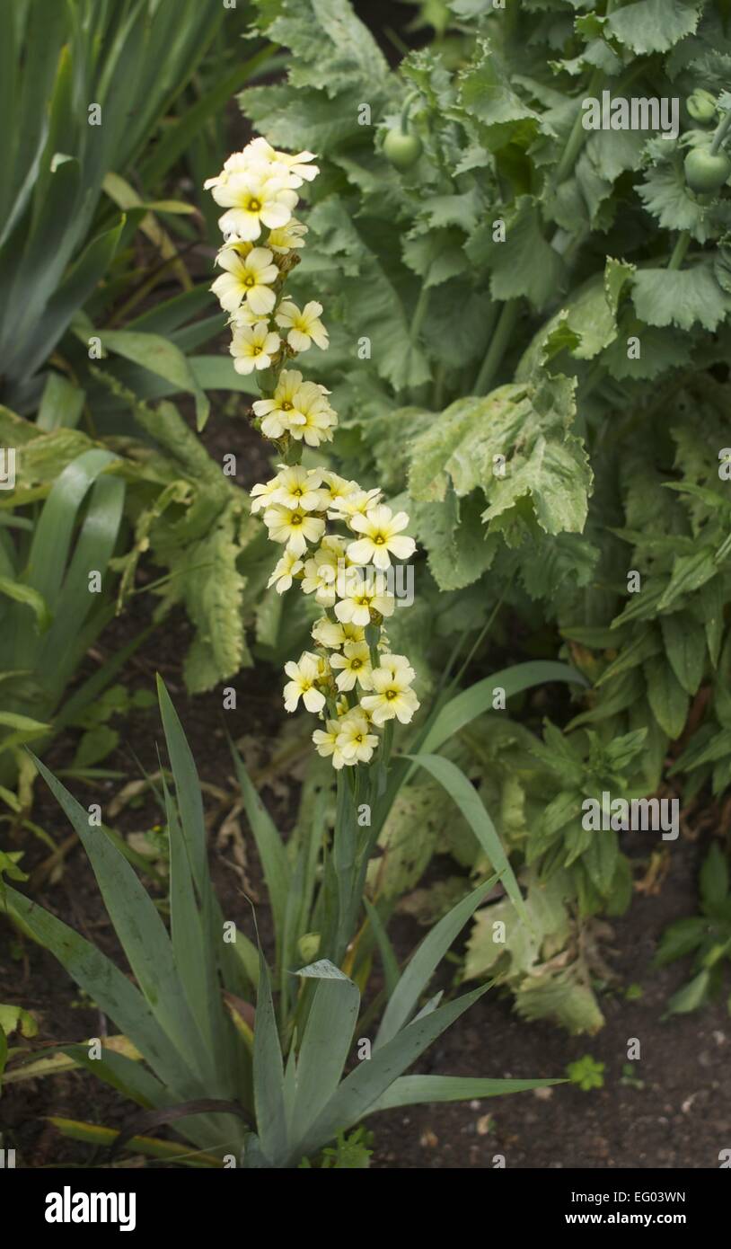 Weiß-gelbe Blumen Stockfoto