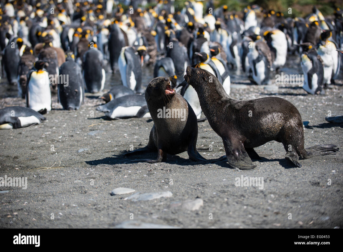 Robben spielen kämpfen bei Gold Harbour, Südgeorgien, Antarktis Stockfoto