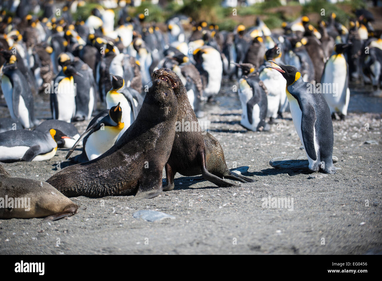 Robben spielen kämpfen bei Gold Harbour, Südgeorgien, Antarktis Stockfoto