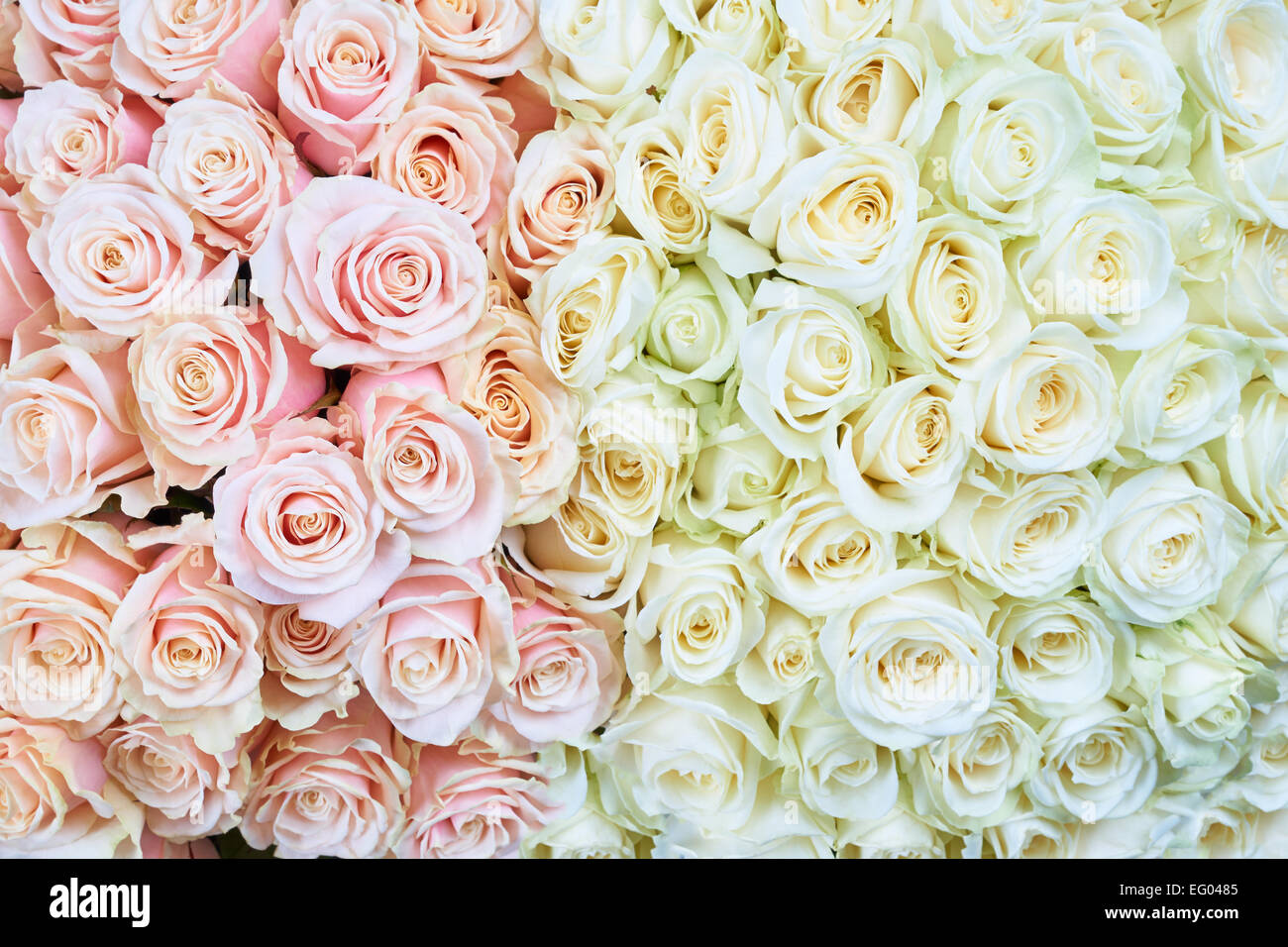 Reihe von rosa und weißen Rosen als Blumen Hintergrund Stockfoto