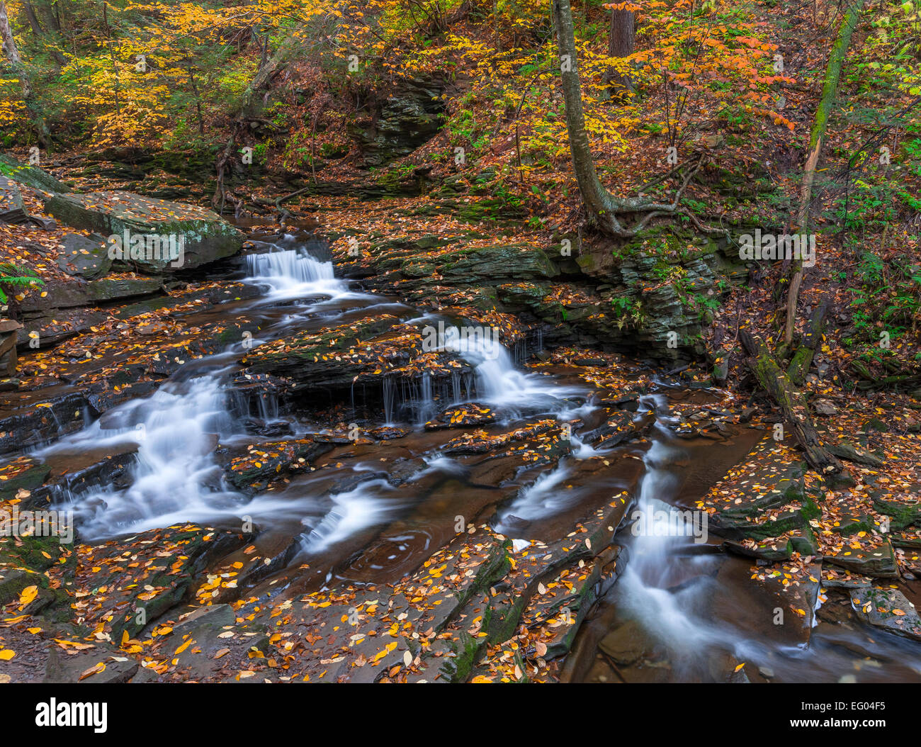 Ricketts Glen State Park, PA: Kleine Flechten fällt auf Küche Creek im Herbst Stockfoto