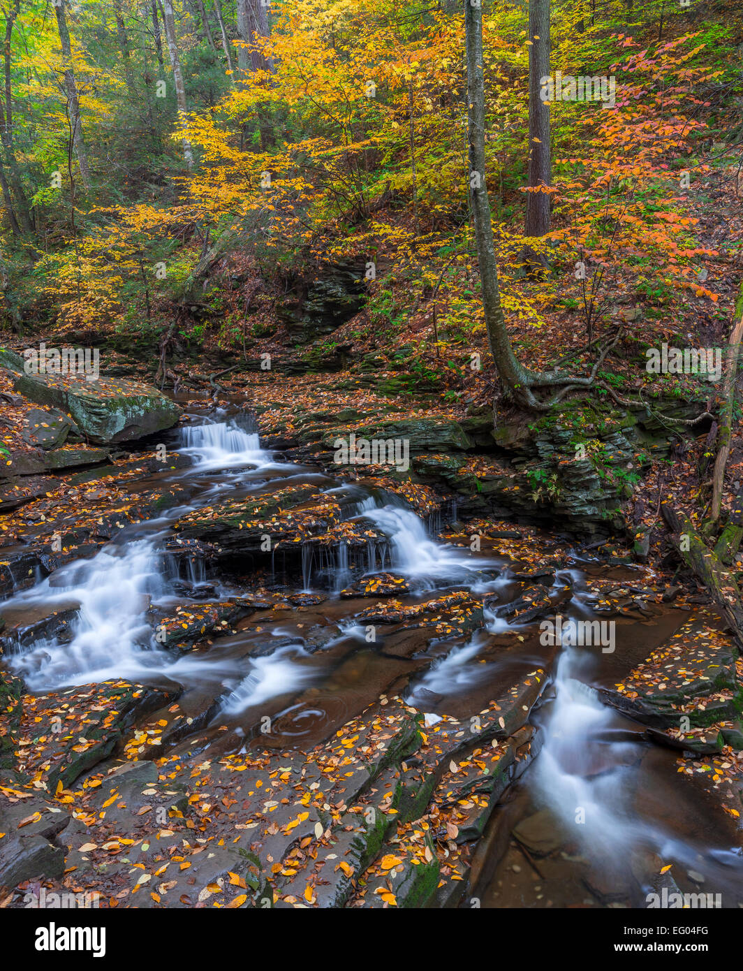 Ricketts Glen State Park, PA: Kleine Flechten fällt auf Küche Creek im Herbst Stockfoto