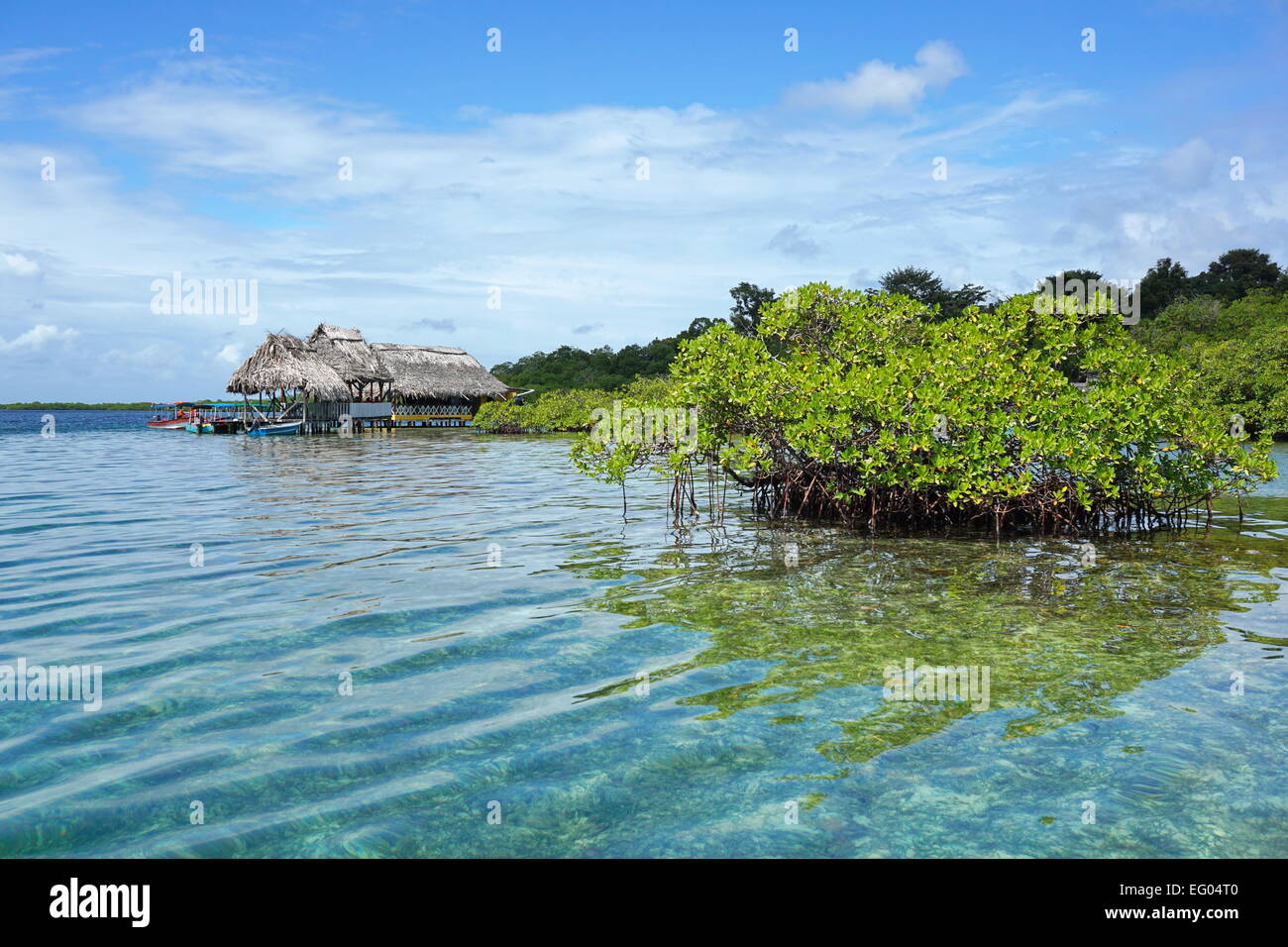 Insel der Mangroven-Baum im Wasser mit einem tropischen Restaurant über dem Meer im Hintergrund, Karibik, Panama, Bocas del Toro Stockfoto