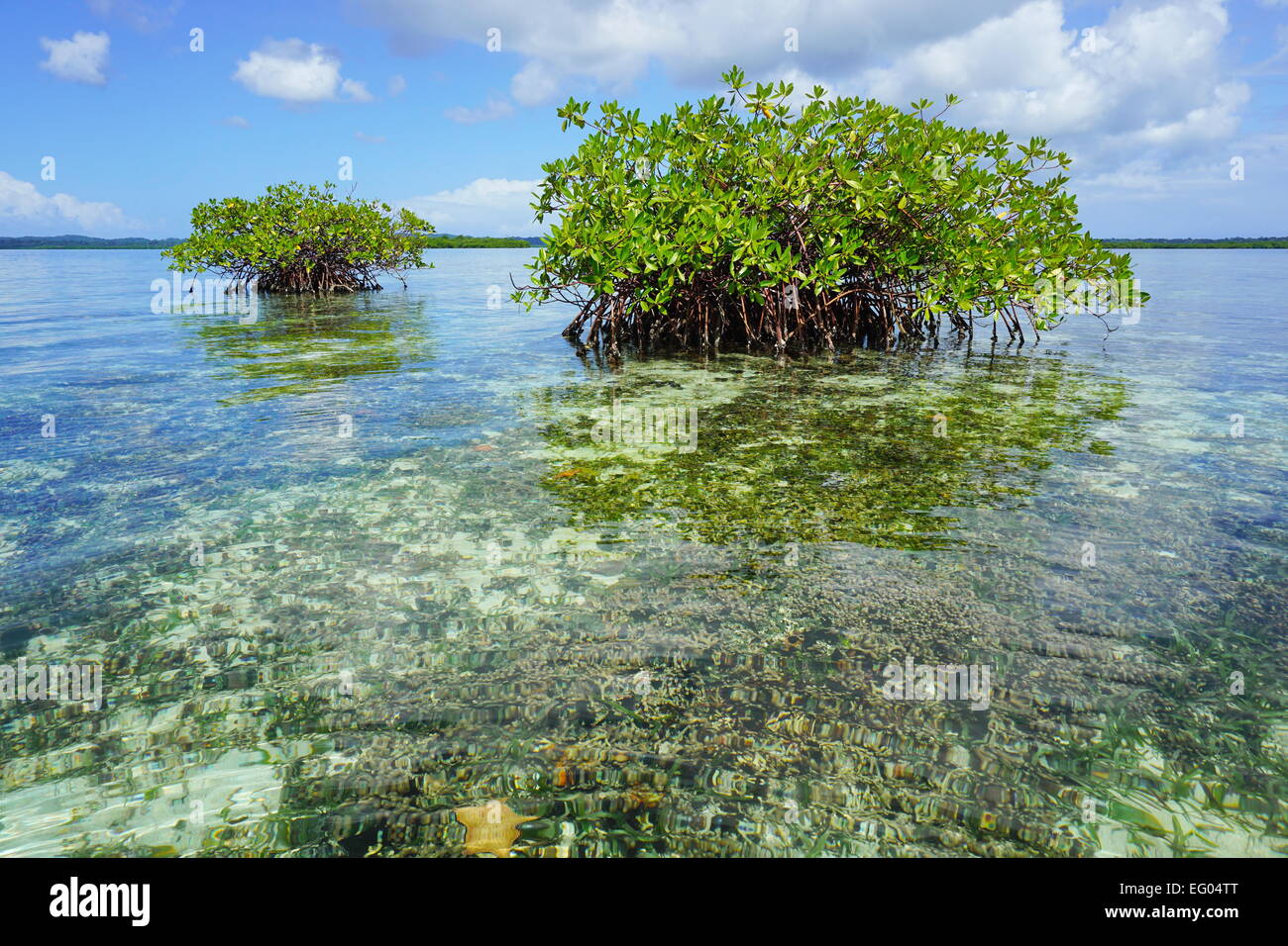 Inselchen von Mangroven im flachen Wasser mit Korallen unter der Meeresoberfläche, Karibik, Panama, Mittelamerika Stockfoto