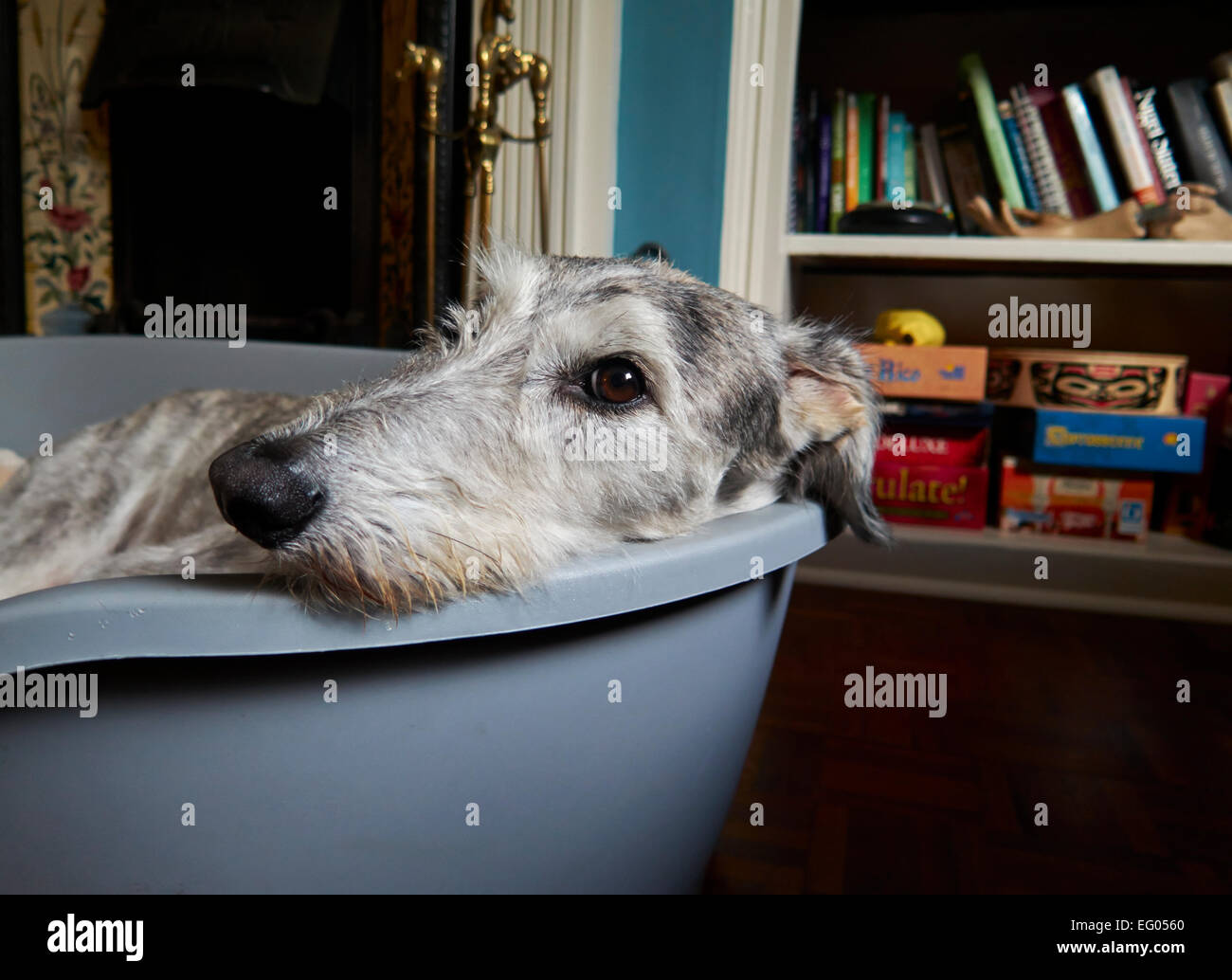 Silber grau Lurcher Hund, Anblick Hund in seinem Hundebett Stockfoto