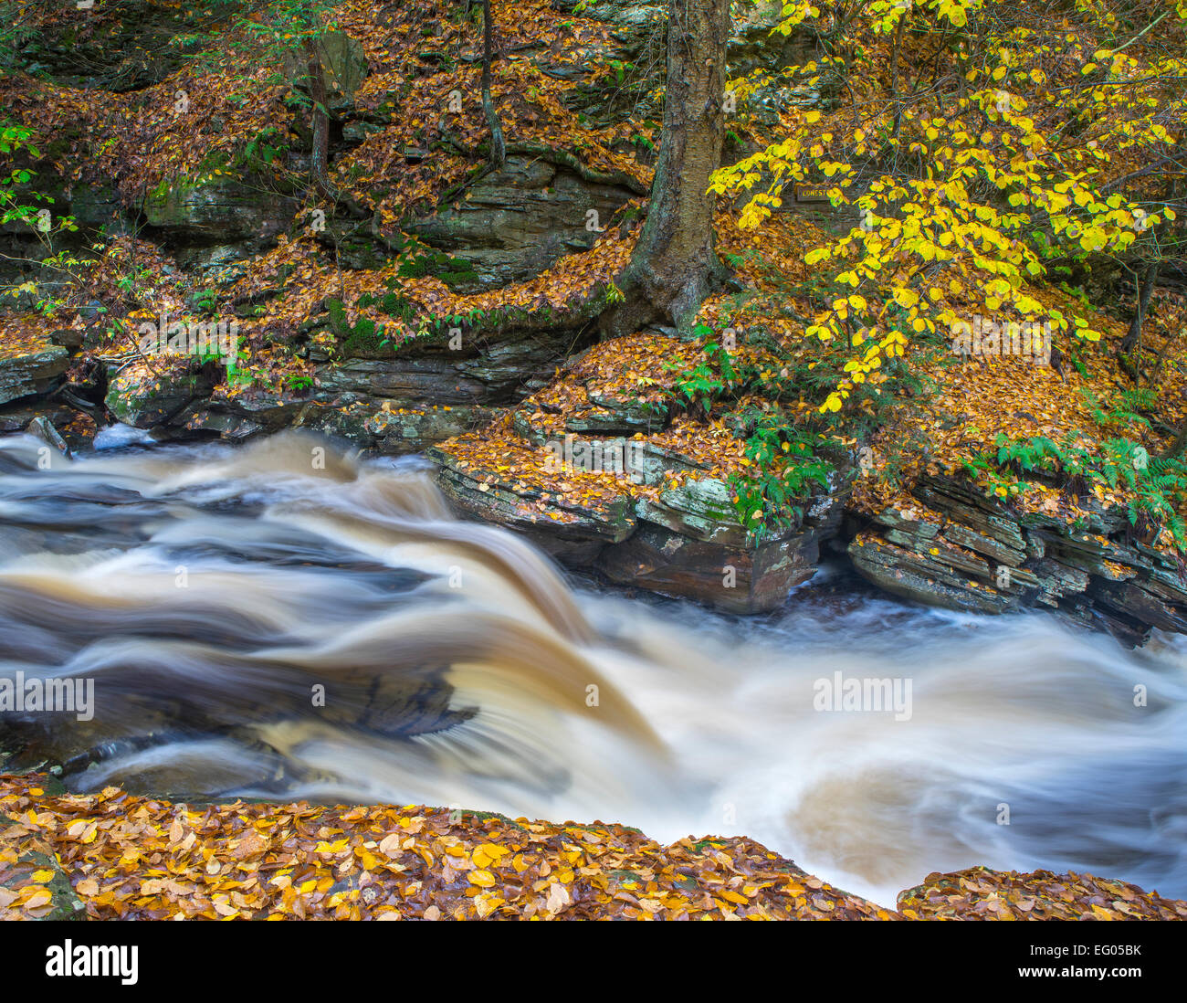 Ricketts Glen State Park, PA: Conestoga fällt auf Küche Creek im Herbst Stockfoto