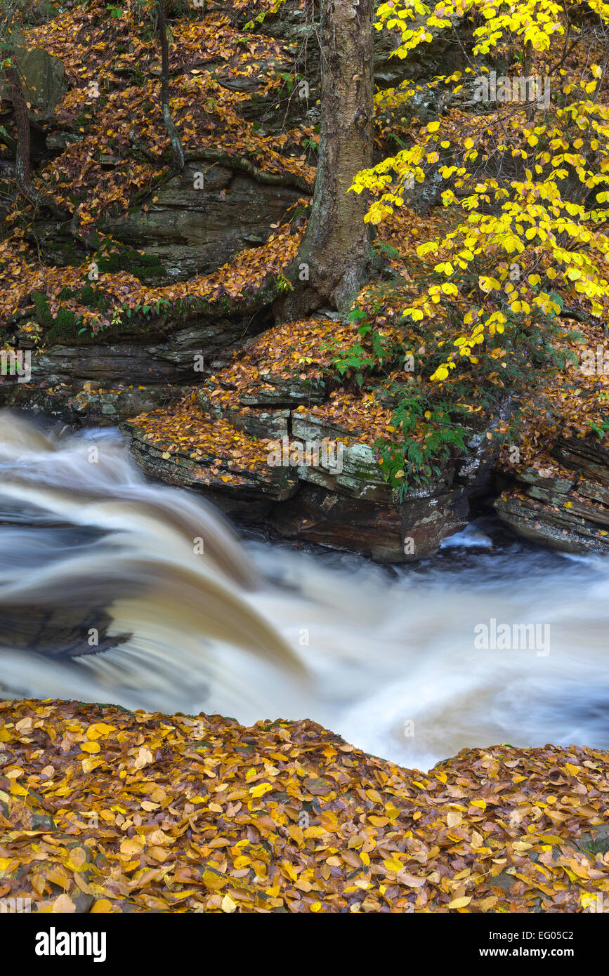 Ricketts Glen State Park, PA: Conestoga fällt auf Küche Creek im Herbst Stockfoto