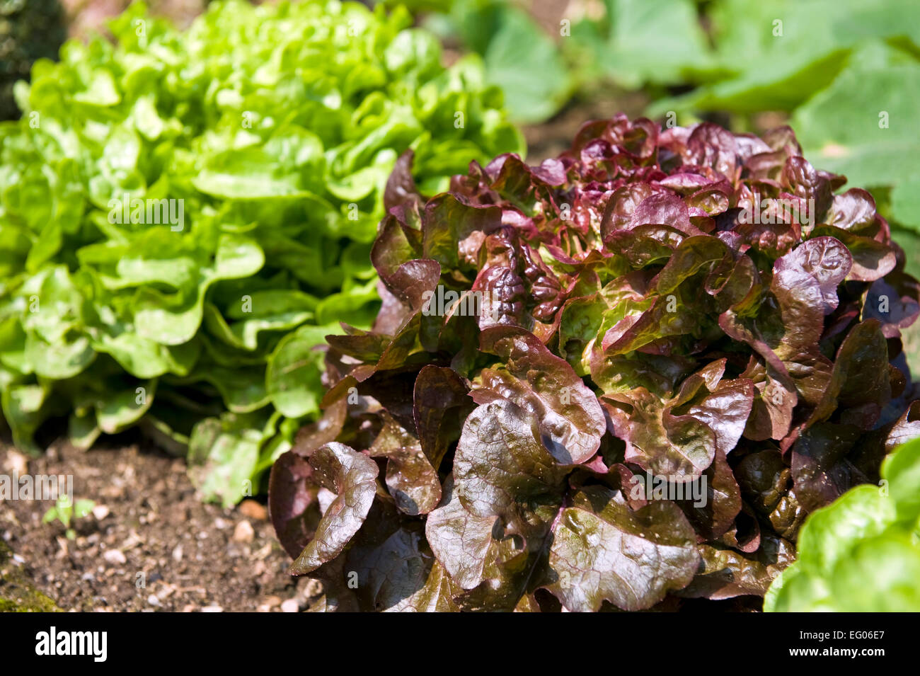 Grüne und rote Salat im Garten Stockfoto