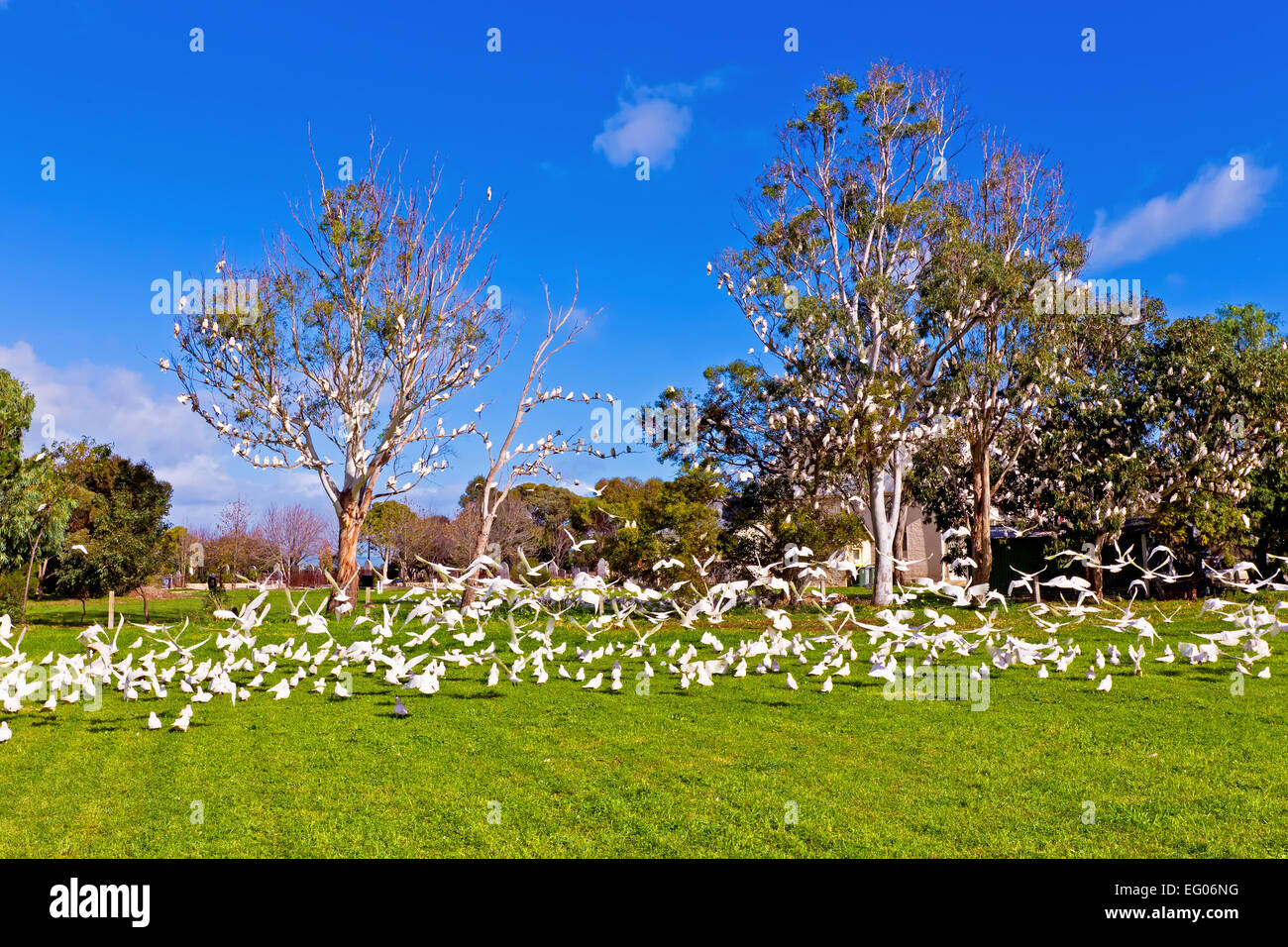 Corella Vögel Herde Flug Gum Bäume Süd Australien australische Tierwelt nehmen Ah Stockfoto
