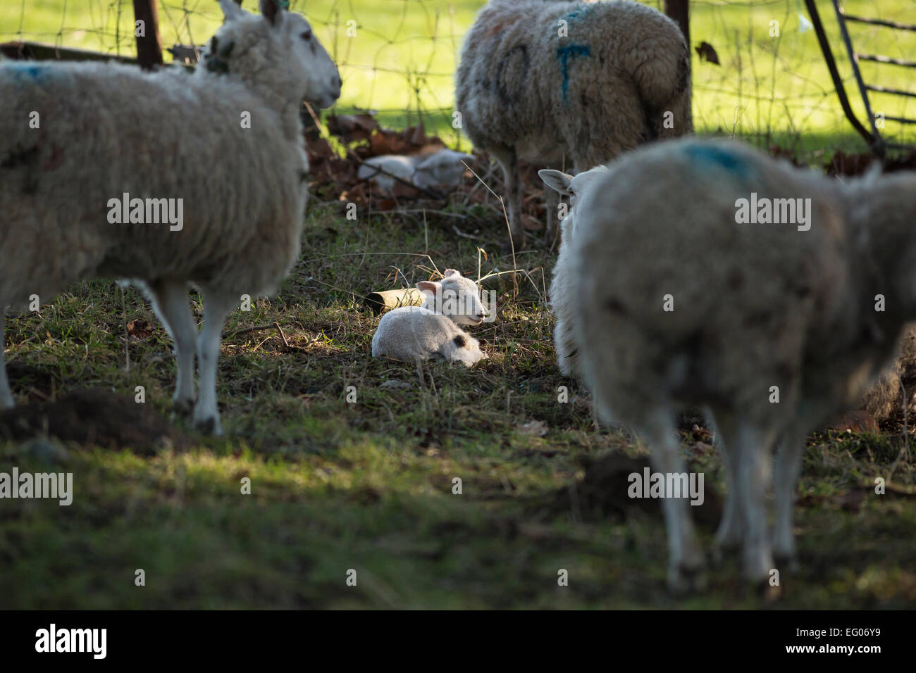 Schafe Schaf mit sonnigen Lamm in Wäldern Stockfoto