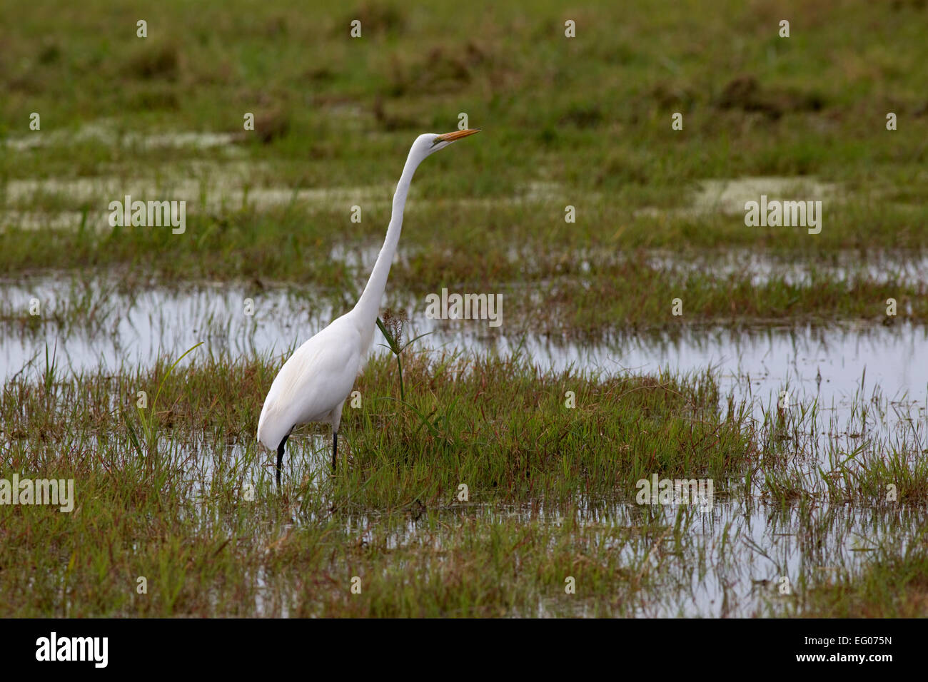 Silberreiher im Sumpf Casmerodius Albus Melanorhynchus Amboseli-Nationalpark Kenia Stockfoto