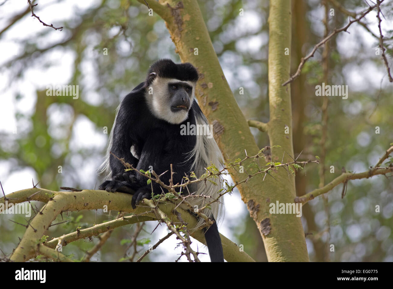 Black And White Colobus Affen in Akazie Baum Elsamere Kenia Stockfoto