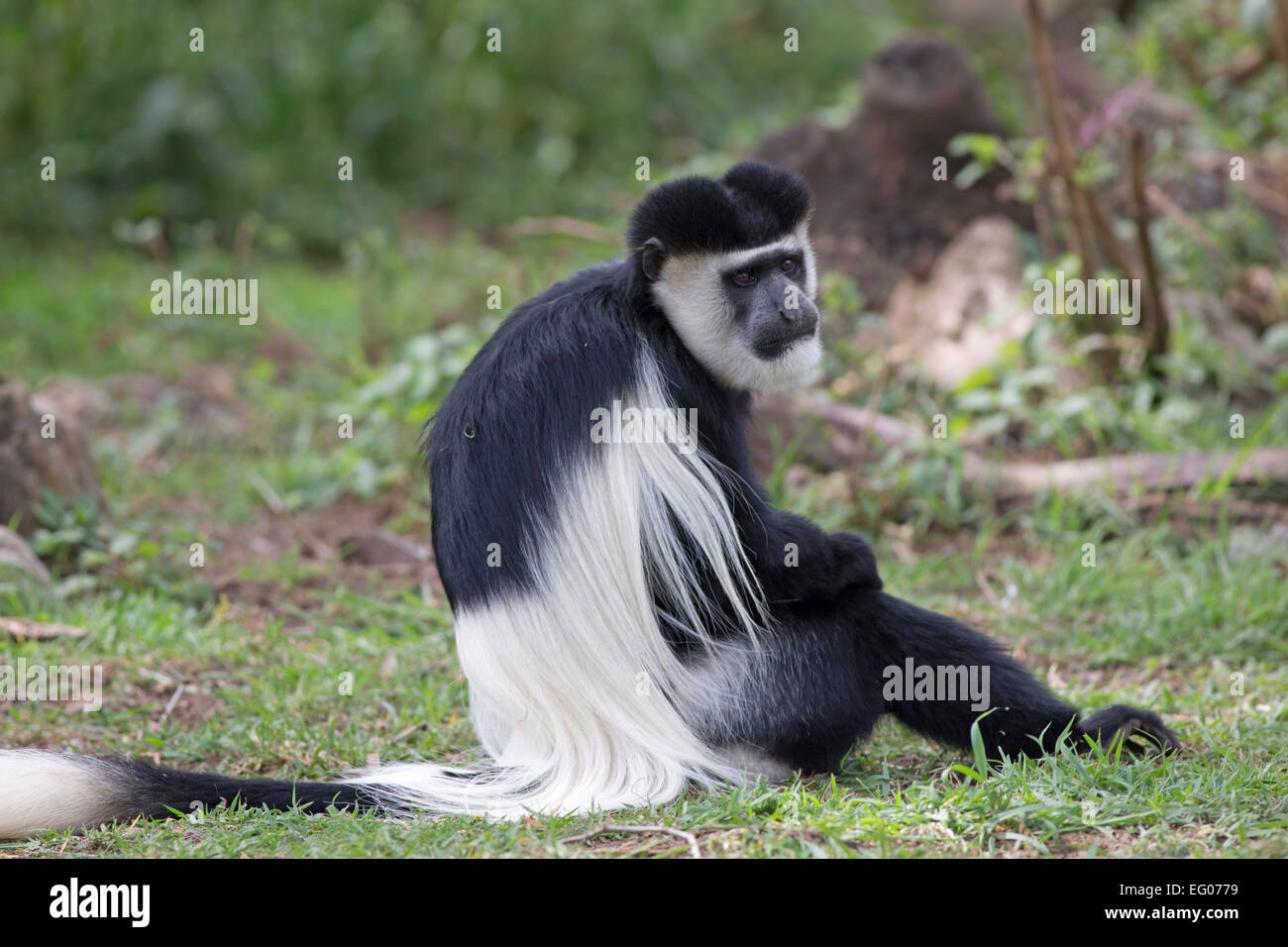 Black And White Colobus Affen sitzen auf Rasen Elsamere Kenia Stockfoto