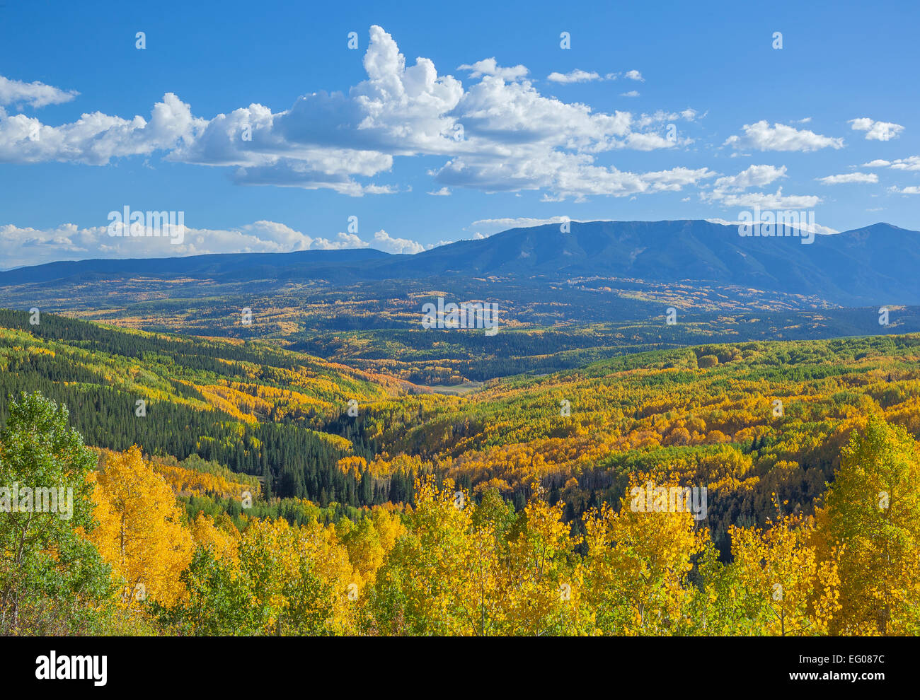 Gunnison National Forest, CO: Herbstfarben in Ohio Creek Valley und West Elk Mountains in West Elk Wildnis Stockfoto