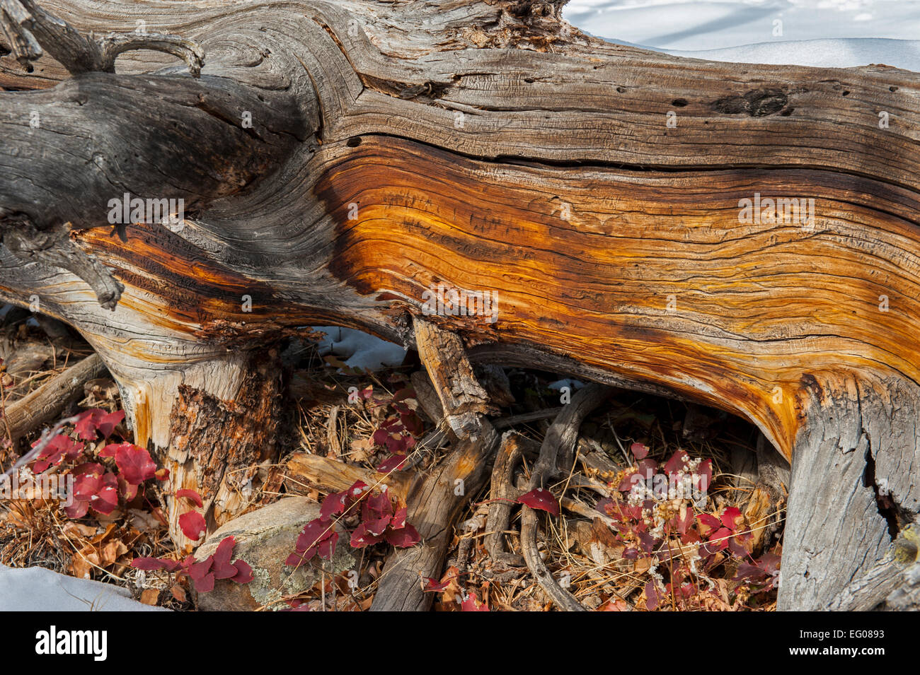 Holzstücke im winter Stockfoto