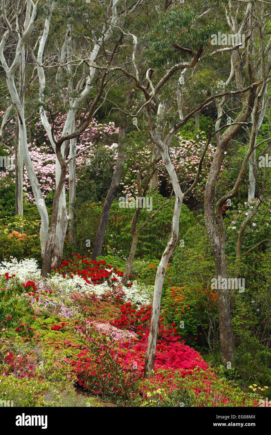 Eukalyptus-Bäume, umgeben von blühenden Frühlingsblumen in Campbell Rhododendron-Gärten, Blackheath, New-South.Wales, Australien. Stockfoto