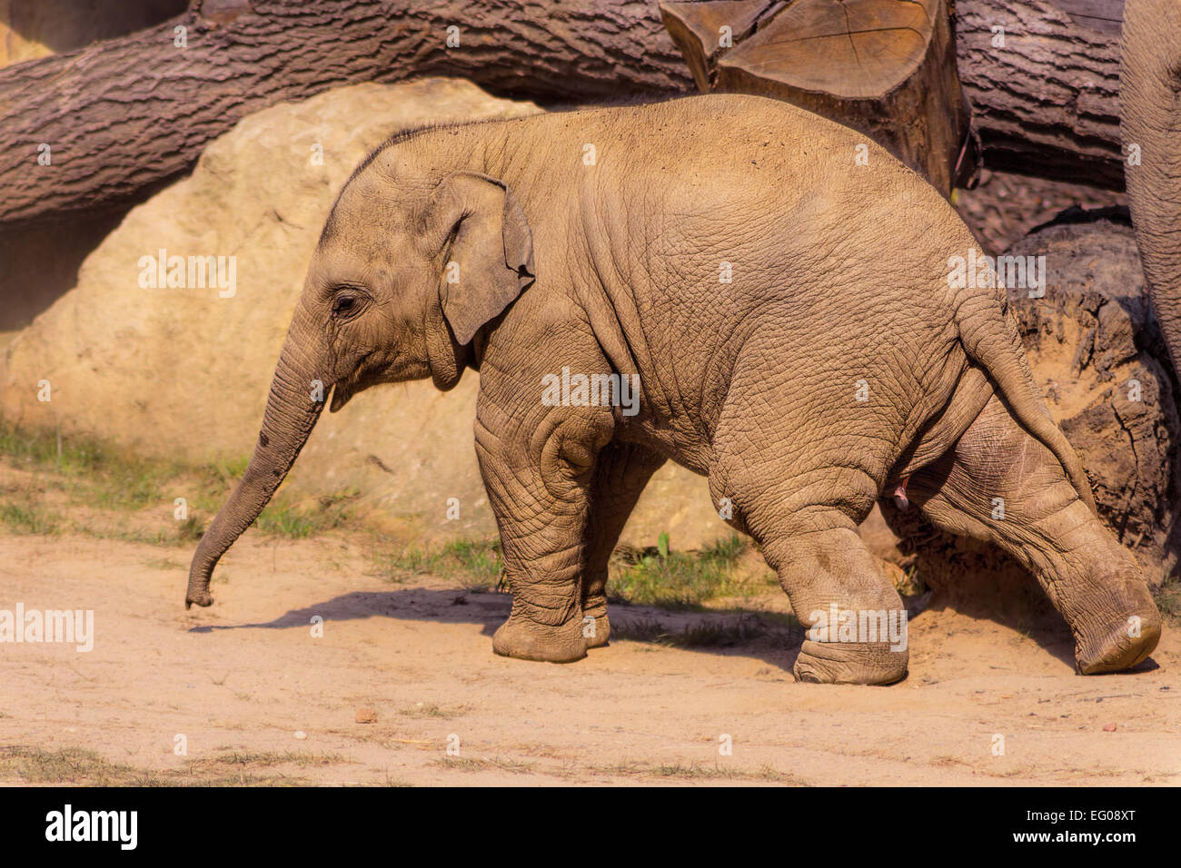 Niedliche Elefantenbaby fröhlich Wandern im Sommer. Stockfoto