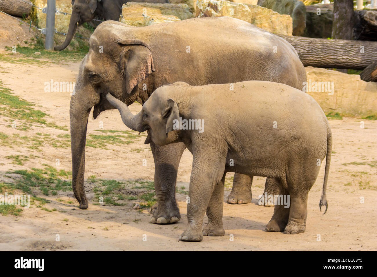 Zwei Elefanten, jung und alt, im freundlichen Gespräch. Stockfoto