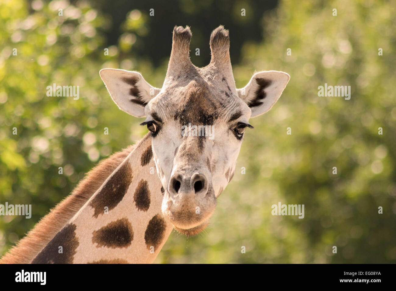 Giraffe eng mit Blick auf einen Fotografen gegen funkelnden grünen Hintergrund. Stockfoto