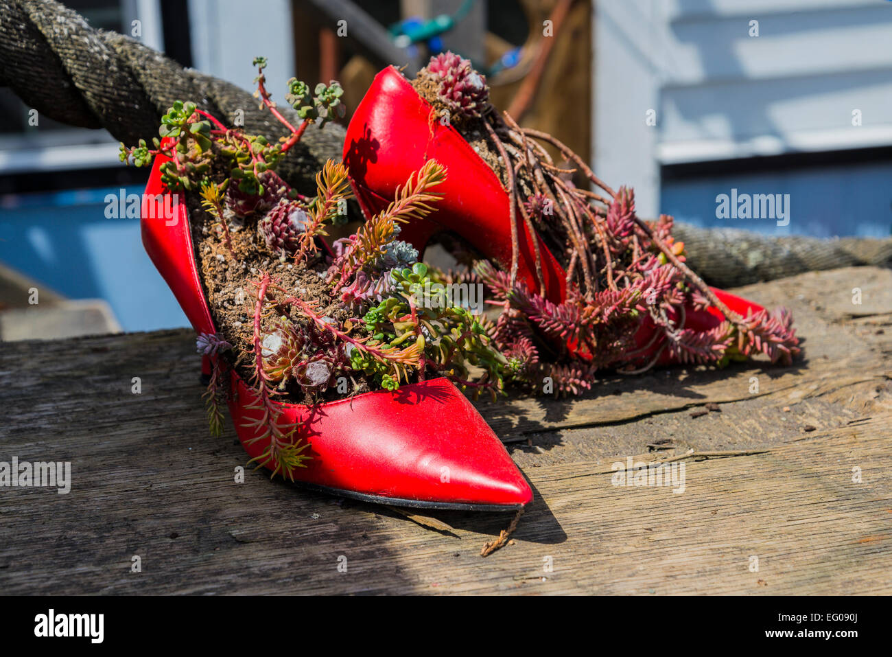 Sukkulenten in roten high Heels zeigt, Cowichan Bay, British Columbia, Kanada Stockfoto