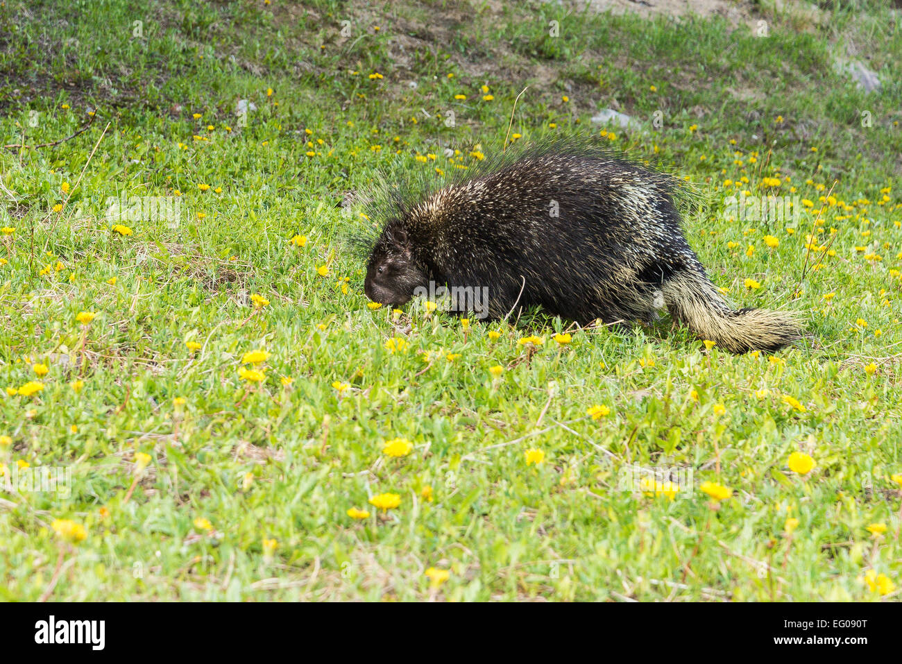 Urson, Banff Nationalpark, Alberta, Kanada Stockfoto