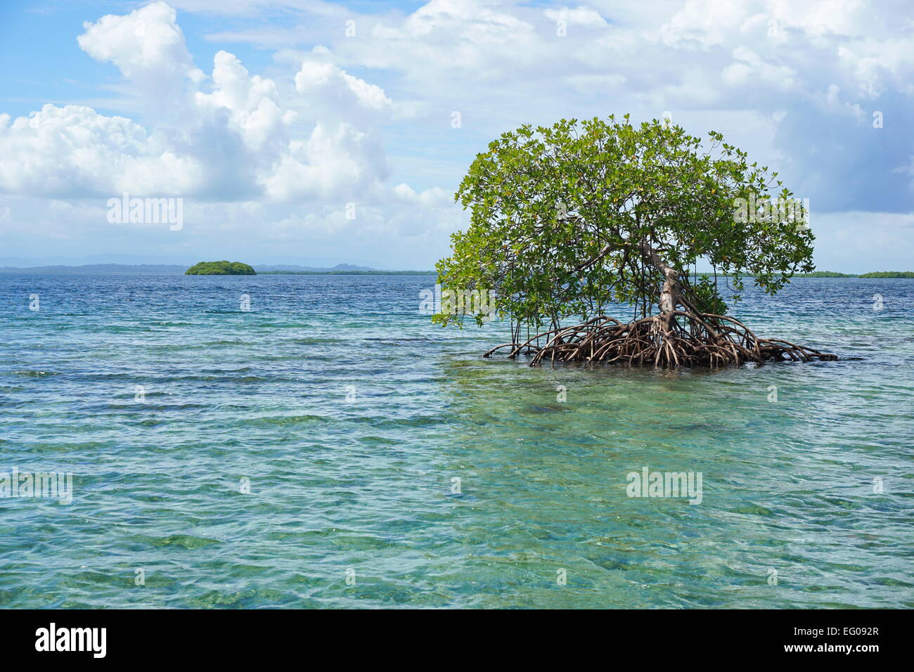 Abgeschiedenen Mangroven-Baum im Wasser mit einer Insel am Horizont, Karibik, Panama, Archipel Bocas del Toro Stockfoto