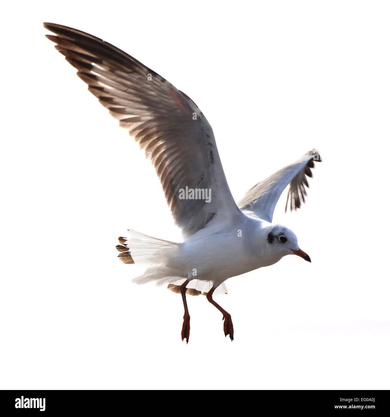 Fliegende Möwe isoliert auf weißem Hintergrund Stockfoto