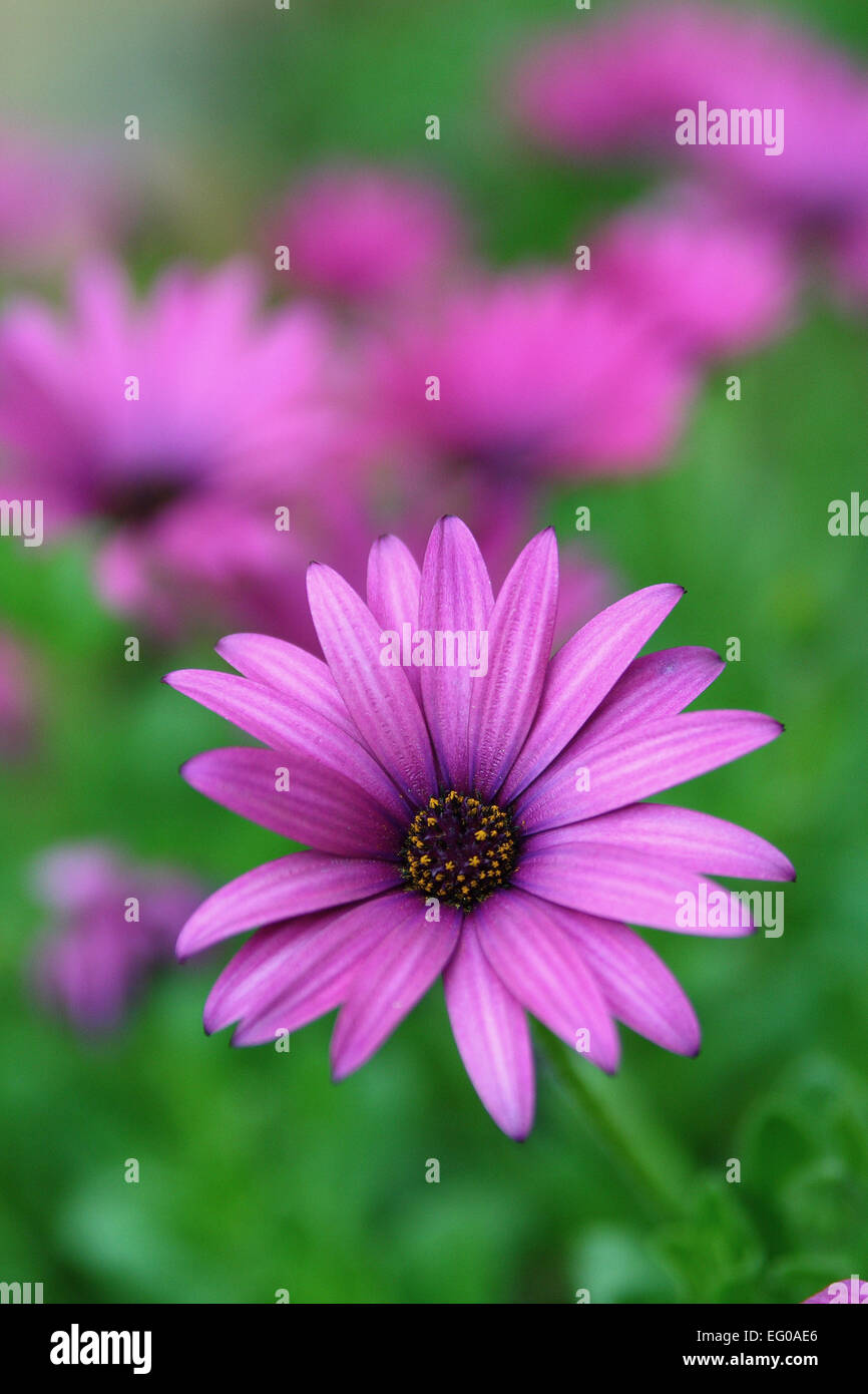 Afrikanische Gänseblümchen Osteospermum Stockfoto