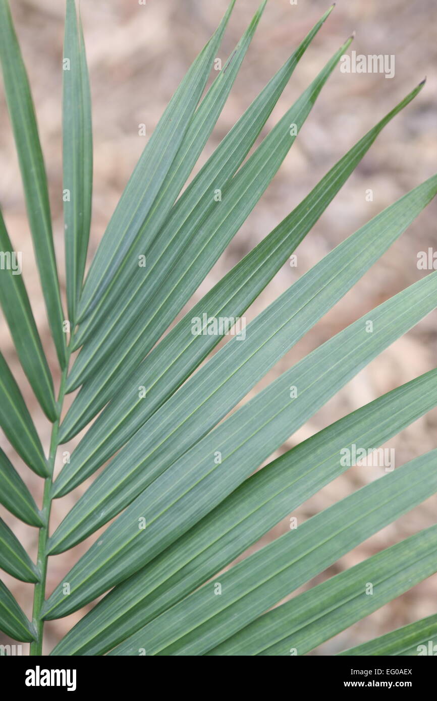 Ravenea Rivularis, Palm, Majestic, Majestät, Blätter Stockfoto