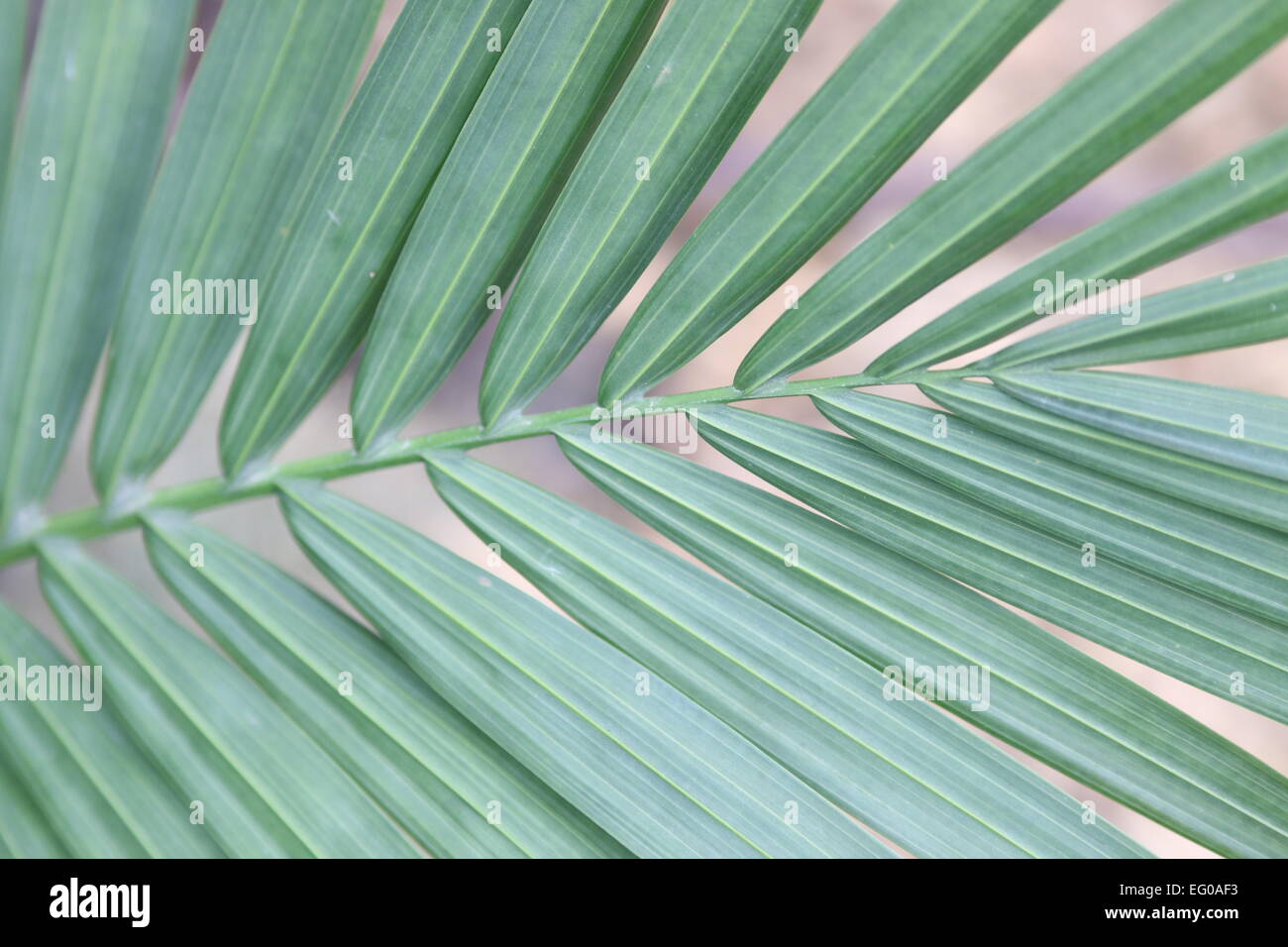 Ravenea Rivularis, Palm, Majestic, Majestät, Blätter Stockfoto