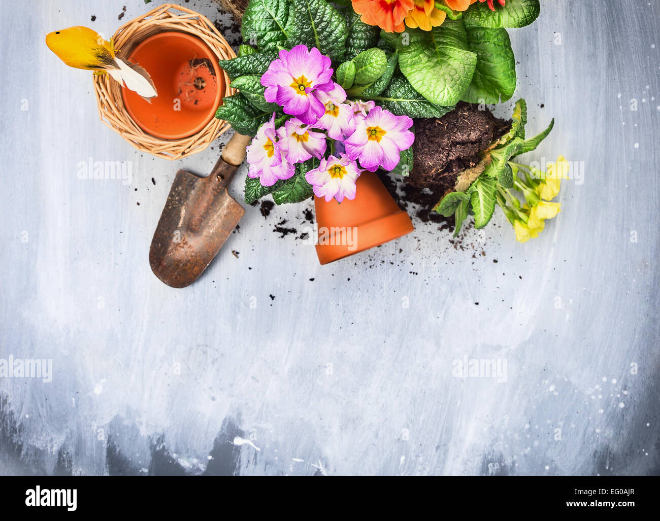 Frühling Blumen Blumenerde mit Gartengeräten, Töpfe und Boden, auf grauem Holztisch, Ansicht von oben, Stockfoto