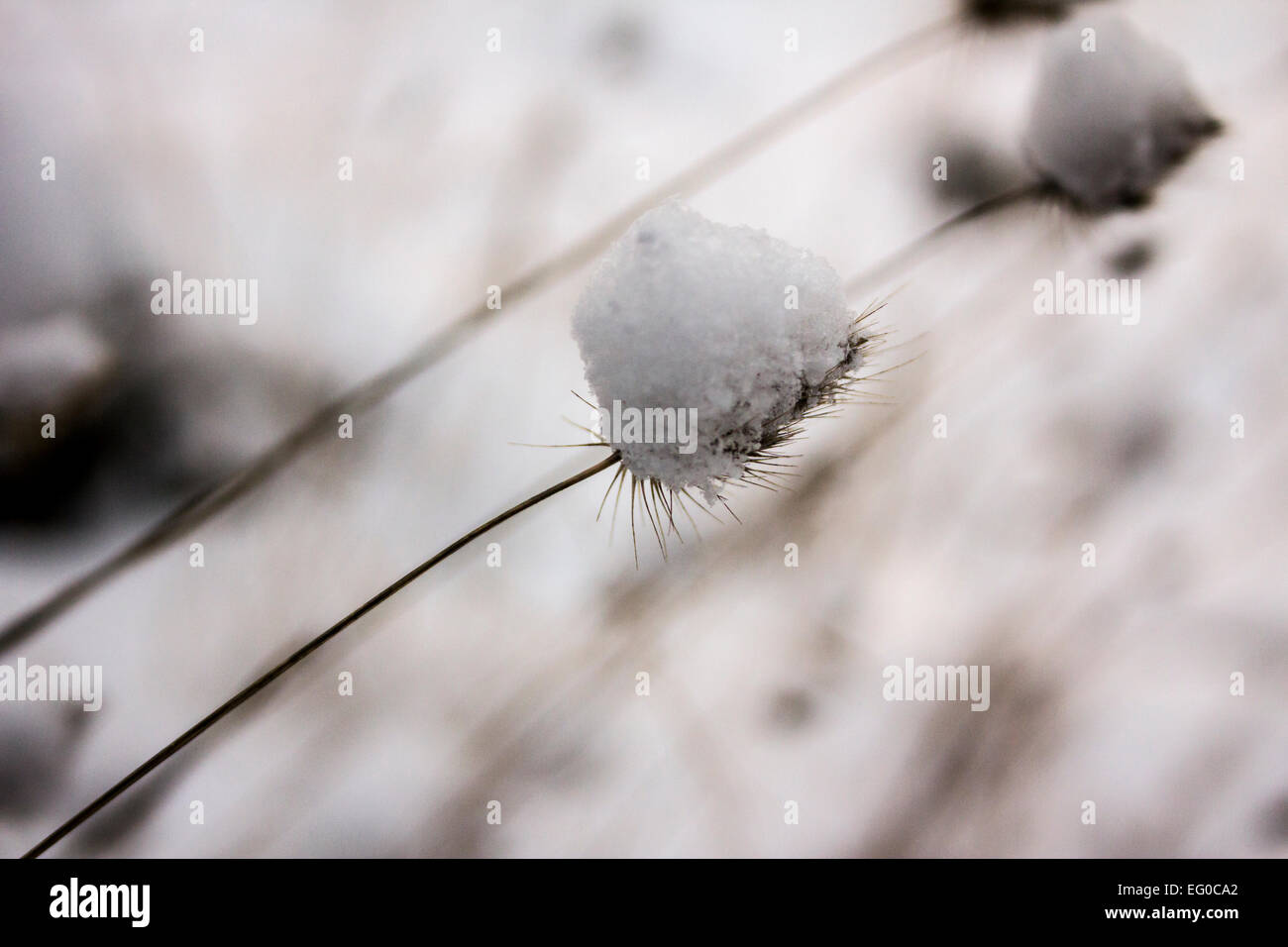 Eine zarte Graspflanze hängen, nach dem ersten Schneefall Schnee Stockfoto