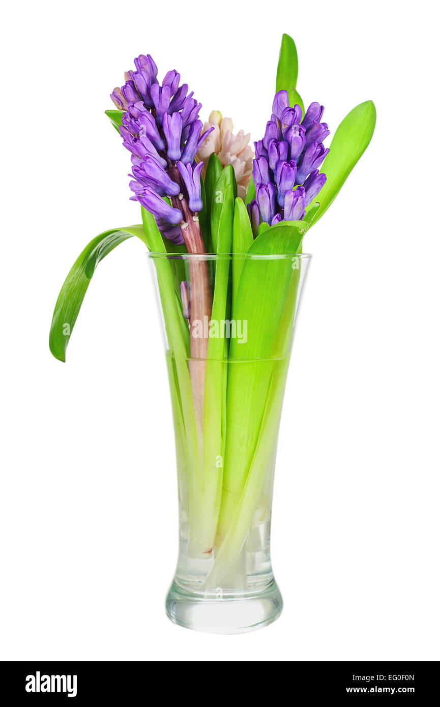 Strauß aus Hyazinthenblumen Anordnung Herzstück isoliert auf weißem Hintergrund. Closeup. Stockfoto