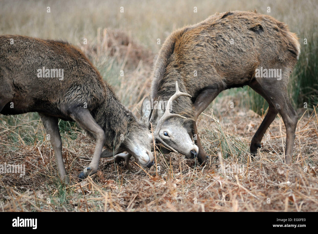 London, UK. 12. Februar 2015. Junges Rothirsch üben ihre Kampftechniken in Vorbereitung auf die Brunftzeit noch in diesem Jahr. Bildnachweis: JOHNNY ARMSTEAD/Alamy Live-Nachrichten Stockfoto
