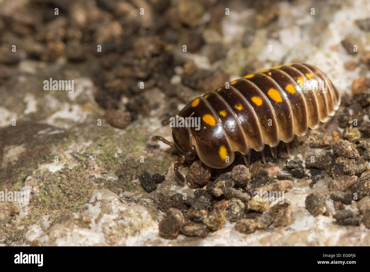 Armadillidium Vulgare oder Pille Fehler unter einem Stein Stockfoto