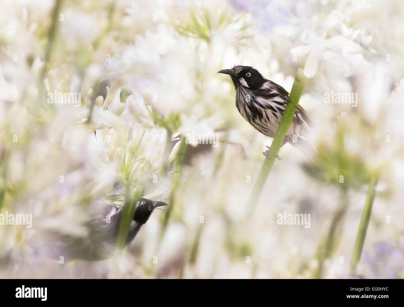 Australien, Melbourne, New Holland Honigfresser Agapanthus Blüten Stockfoto