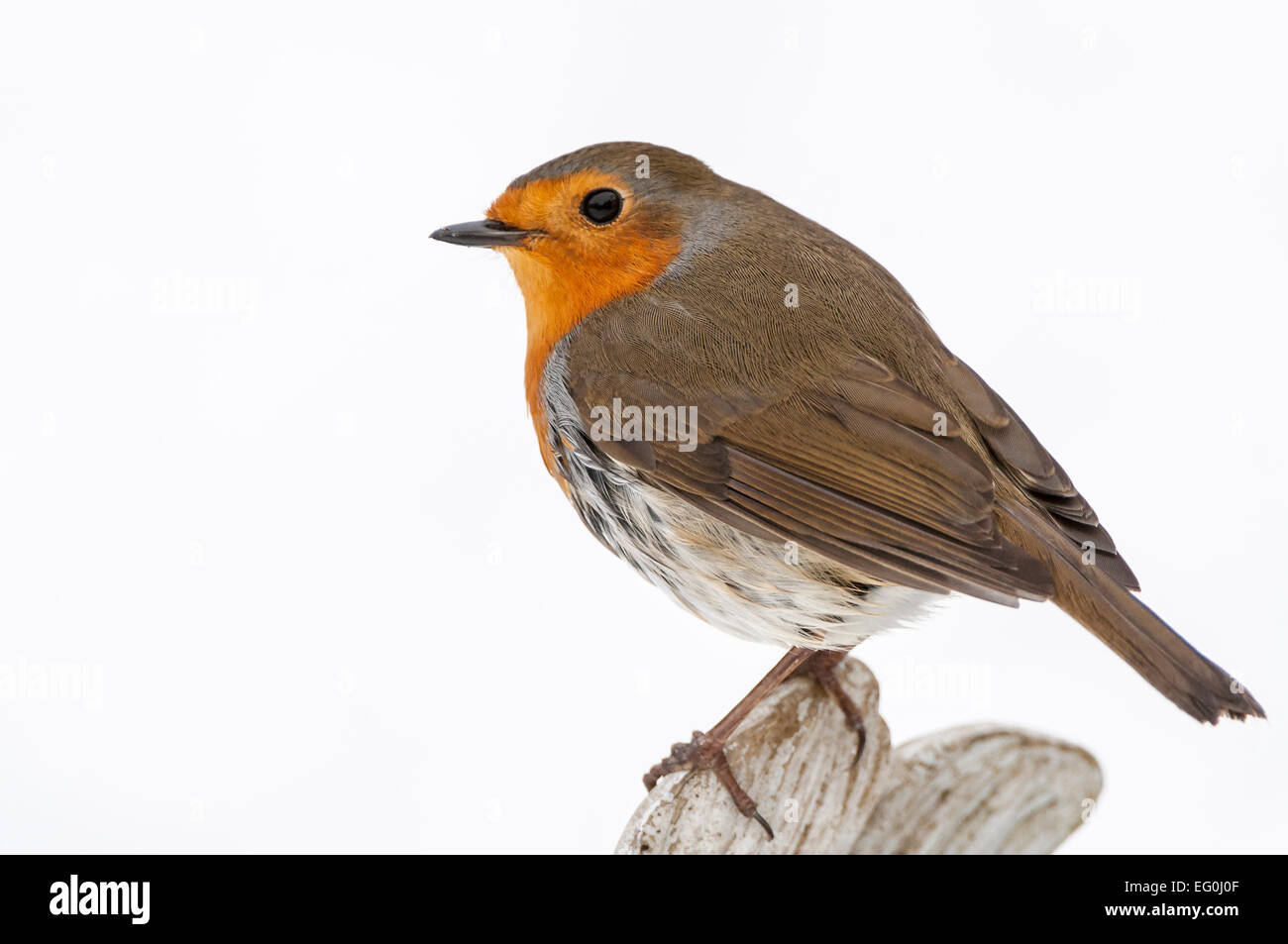 Robin, close-up, Seitenansicht, auf Baumstamm Stockfoto