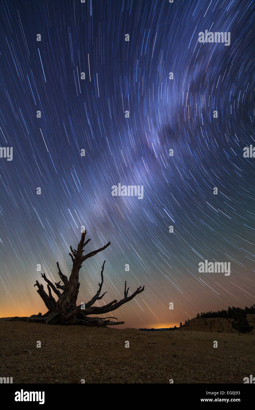Milky Way Star Trails hinter Old Bristlecone Pine Tree, Bryce Canyon National Park, Utah, USA Stockfoto
