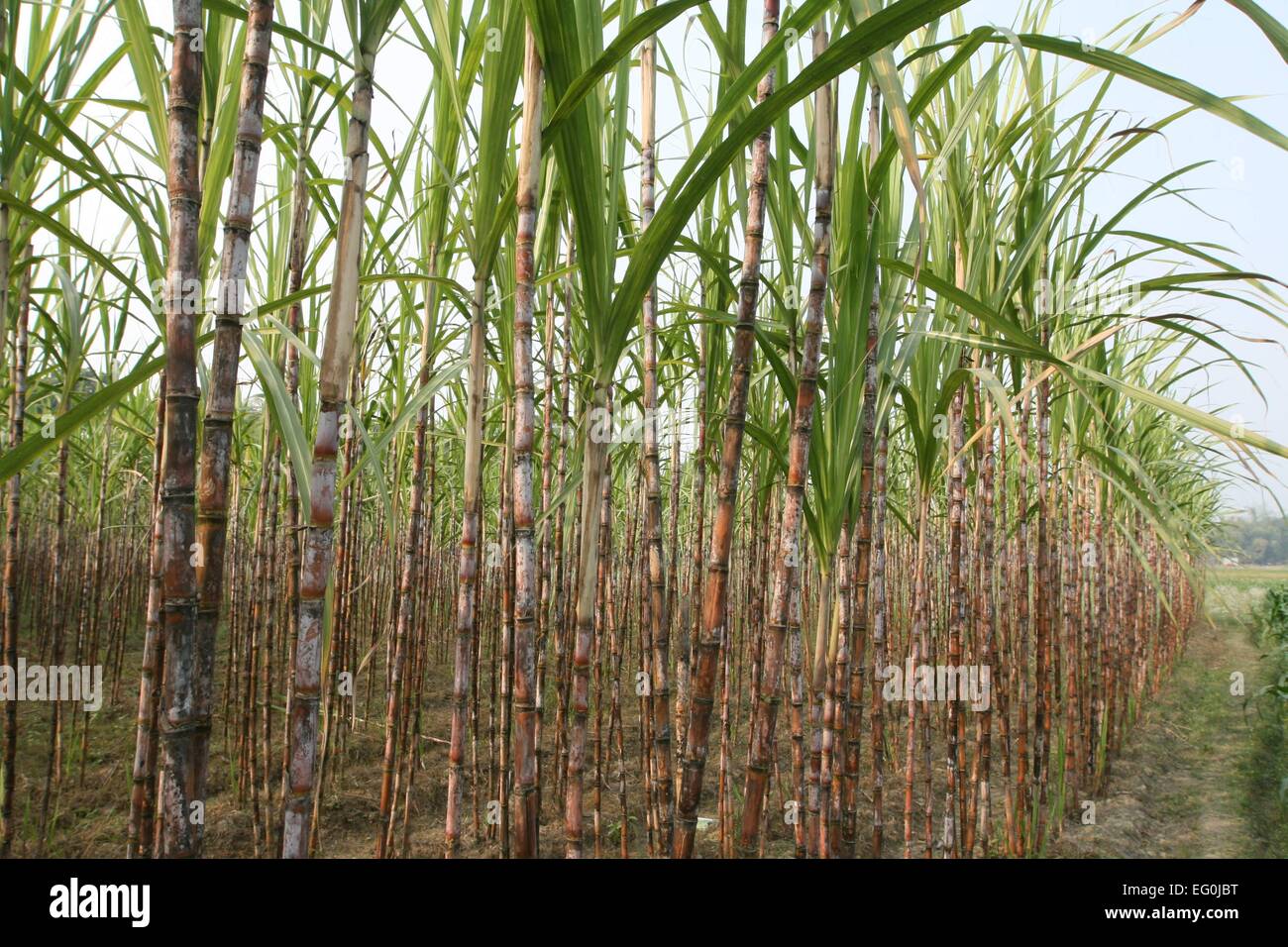 Stalk Sugarcane Stockfotos und bilder Kaufen Alamy