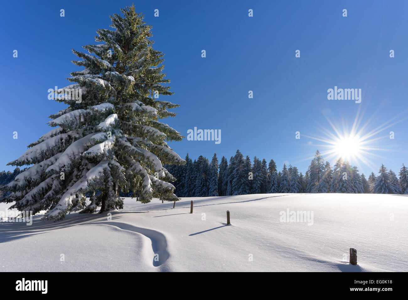 Schweiz, St. Gallen, Sonne scheint in klarer Himmel über Neuschnee und Fichte Baum Stockfoto