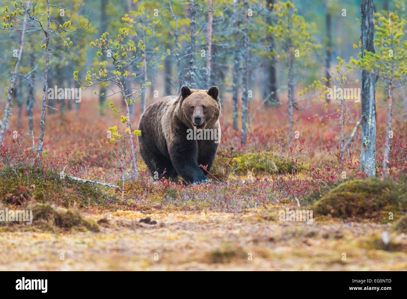 Brauner Bär, Ursus Arctos, Wandern in rot im Herbst farbige Büsche, Kuhmo, Finnland Stockfoto