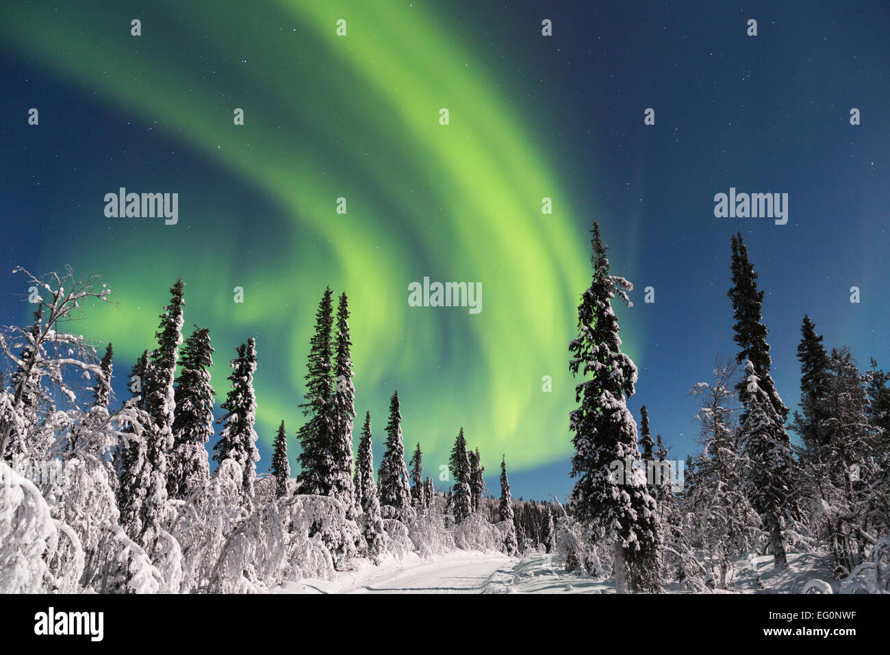 Nordlicht, Aurora Borealis und Mondlicht über Winterwald und Winterdienst, Gällivare, Schweden, Schwedisch-Lappland Stockfoto