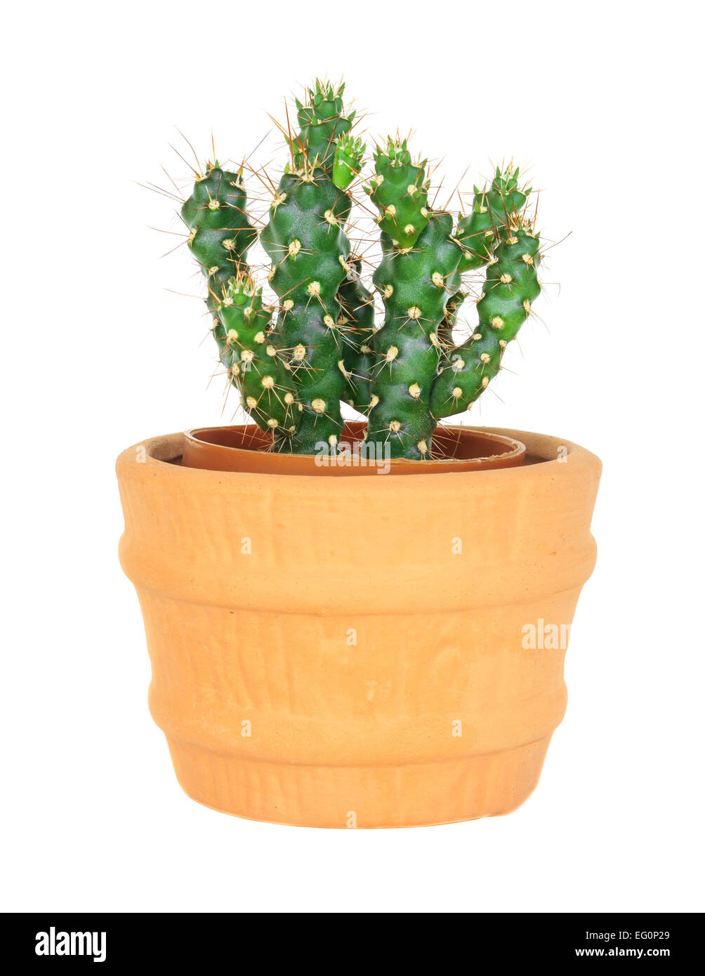 Kaktus auf isolierte Hintergrund (Cereus Hexagonus Mühle) Stockfoto
