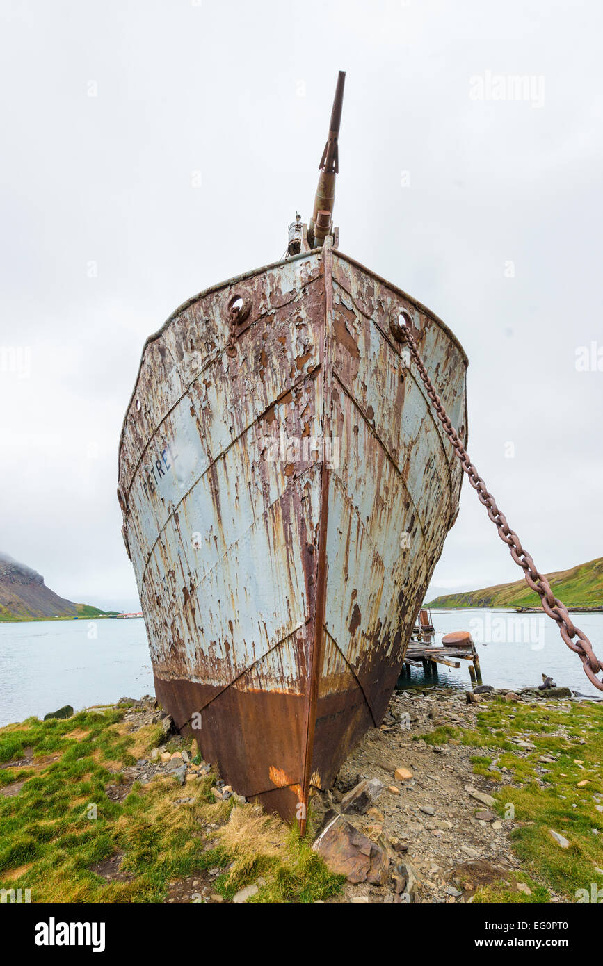Rosten whaling Schiff Petrel, geerdet in Grytviken Walfang-Station, Südgeorgien, Antarktis Stockfoto