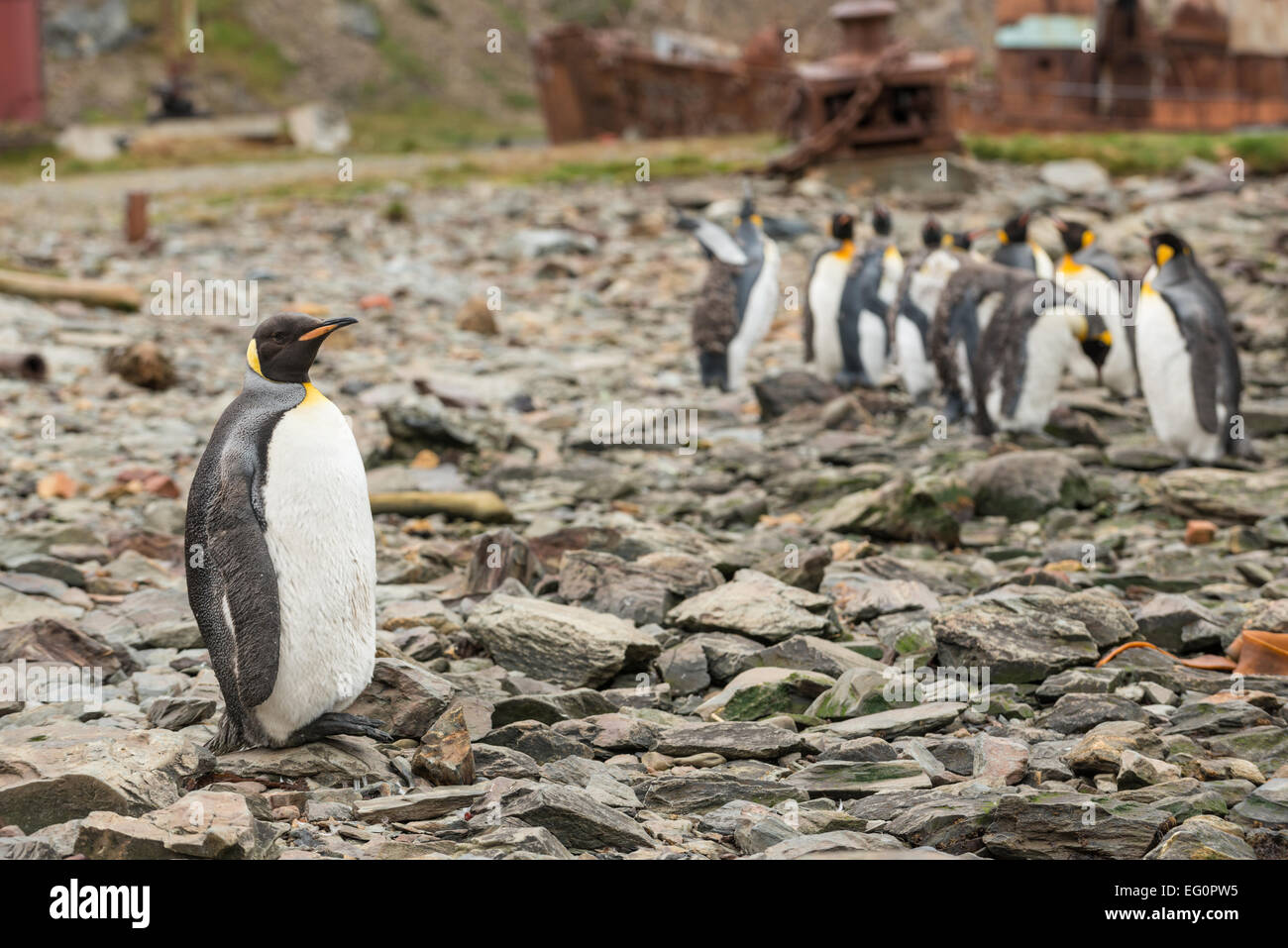 Königspinguine am Ufer auf Grytviken Walfang-Station, Südgeorgien, Antarktis Stockfoto