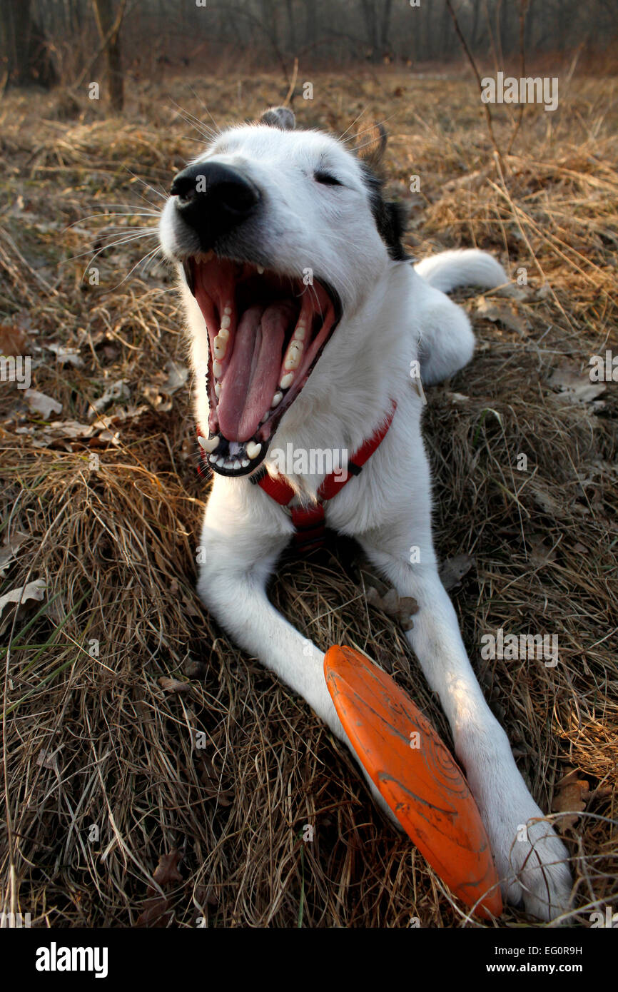 Hunde Gähnen Stockfoto