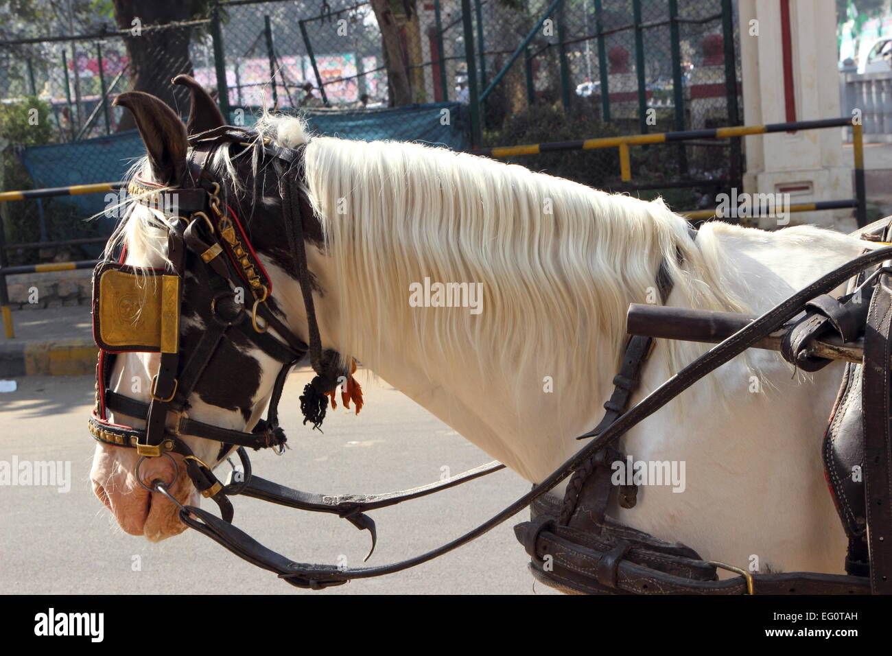 weißes Pferd ziehen Karren, Mysore Stadt Karnataka Indien Stockfoto