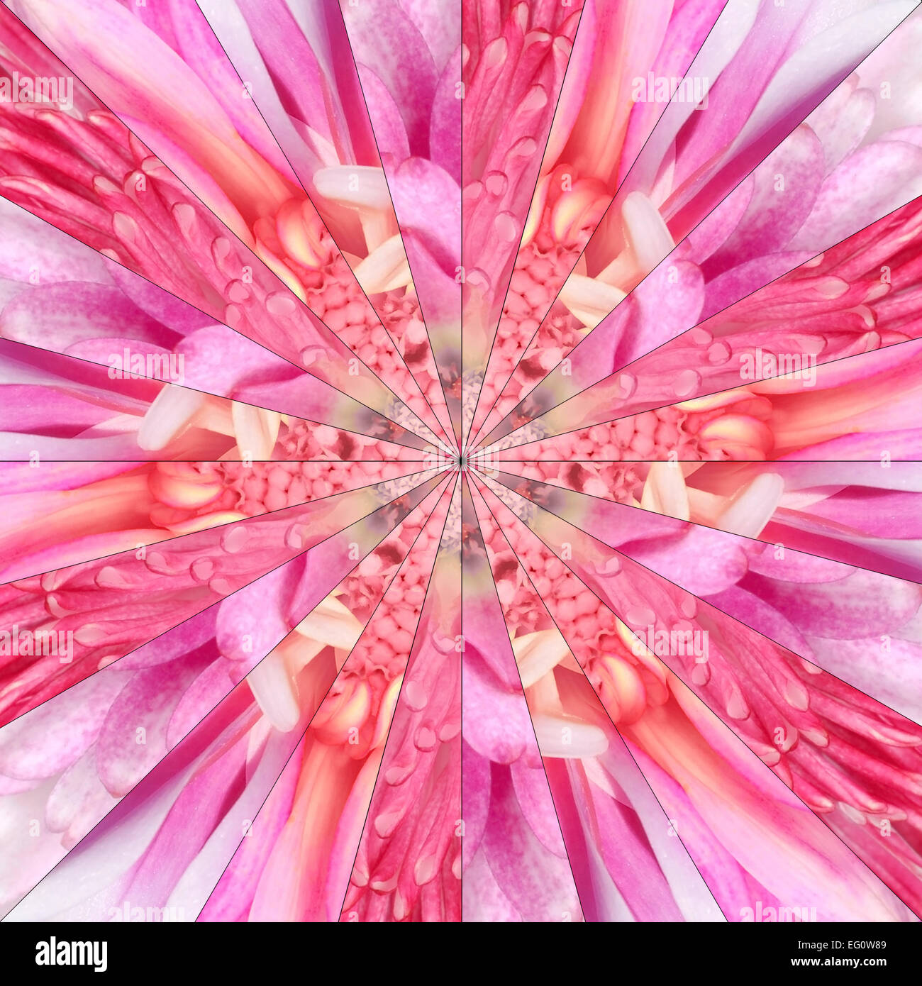 Pink Flower Center symmetrischen Collage aus der Sammlung von verschiedenen Wildblumen. Stücke sind nahtlos in 24 symmetrisch geteilt Stockfoto