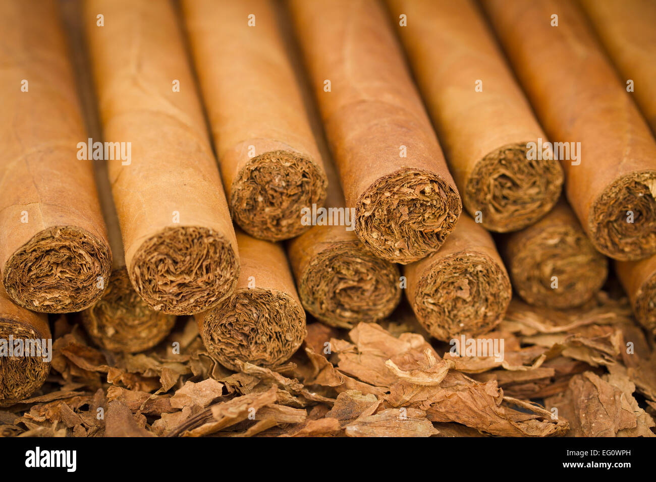 Eine Makroaufnahme Zigarren auf Tabak. Diese Zigarren sind Robusto Größe. Stockfoto